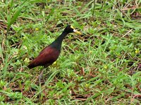 Noordelijke jacana