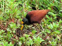Northern Jacana