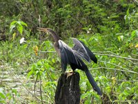 Amerikaanse slangenhalsvogel