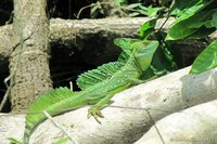 Kroonbasilisk