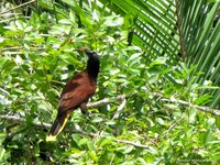 Bruinkoporopendola