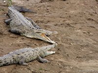 American crocodile