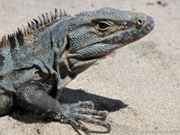 Black iguana