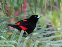 Cherries Tanager