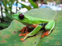 Red-eyed Tree Frog
