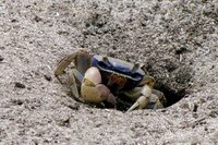Blue land crab