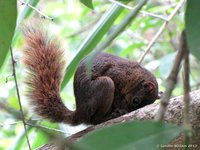 Red-tailed Squirrel