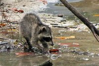 Raccoon
