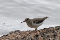 Willet