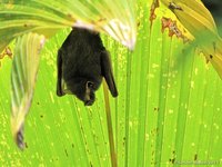 Tent-making bat