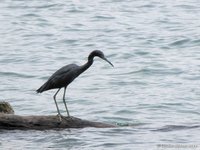 Kleine blauwe reiger