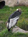 Andescondor