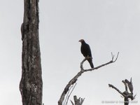Zwarte Caracara