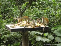 Common squirrel monkey