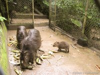 Capibara's