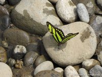 Malachite butterfly
