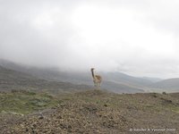 Vicuña