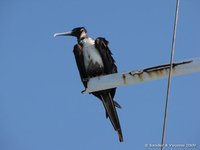 Grote fregatvogel