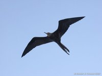 Great frigatebird