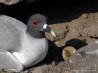 Swallow-tailed gull