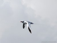 Roodsnavelkeerkringvogel