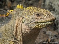 Galapagos land iguana