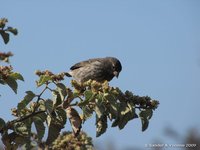 Kleine Grondvink