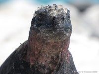 Marine iguana