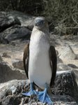 Blauwpootgent