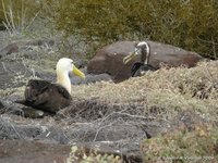 Galapagosalbatros