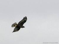 Galapagosbuizerd