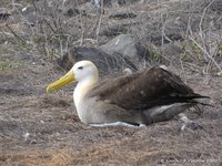 Waved albatross