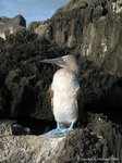 Blue-footed booby