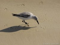 Drieteenstrandloper
