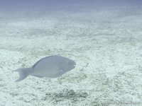 Blauwgestreepte papegaaivis