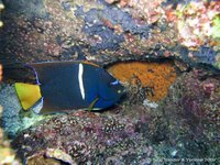 King angelfish