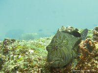 Giant hawkfish