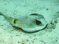 Diamond stingray
