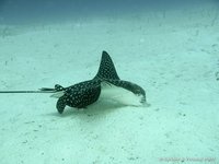Spotted eagle ray