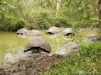 Galapagosreuzenschildpad