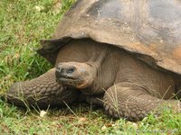 Galapagos giant tortoise