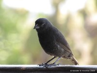 Small Ground Finch