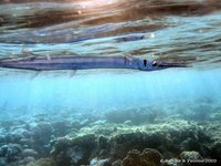 Red Sea houndfish
