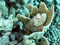 Devil scorpionfish