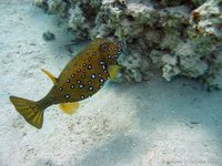 Yellow boxfish
