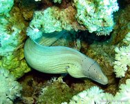 Geometric moray