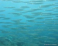 Yellowtail barracuda