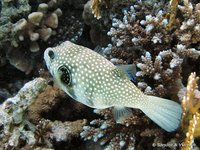 White-spotted puffer