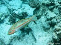 Klunzinger's wrasse