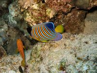 Regal angelfish